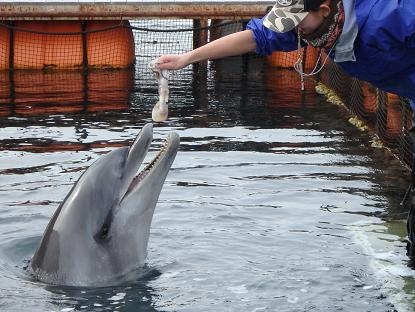 イルカに乗った女の子たち In イルカパーク 夢の島からの贈り物